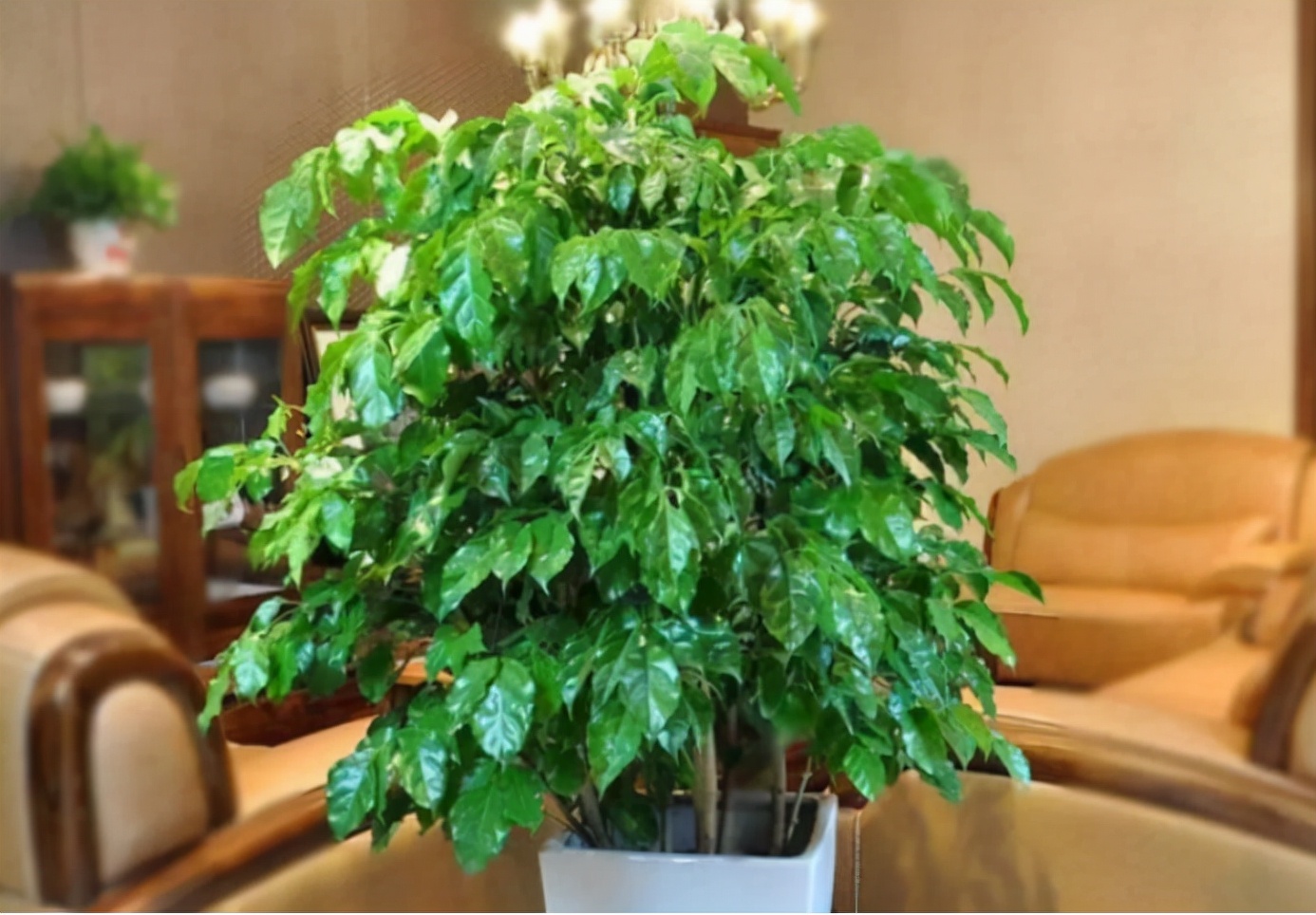 如何选择家中花卉植物盆栽,家庭常见的盆栽花卉的养护与管理