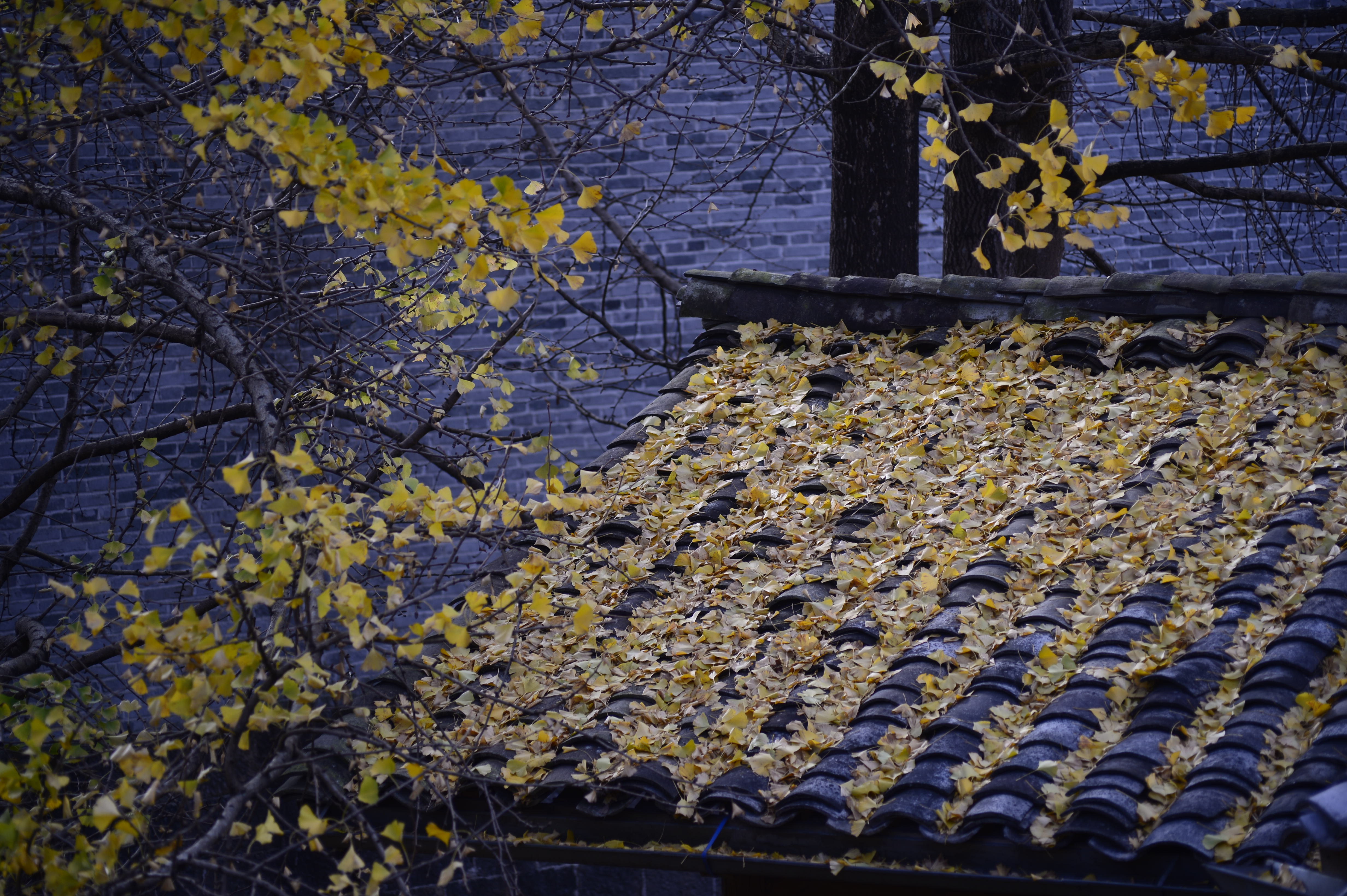 2023腾冲看银杏最佳时间,腾冲看银杏树旅游攻略