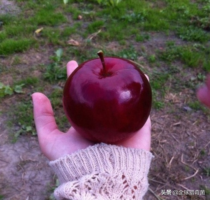 治愈强迫症的29张图片，看完整个人都舒爽了