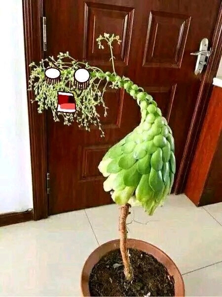 不易徒长易上色的阳台多肉,容易徒长的多肉有哪些