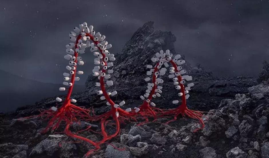 美到窒息！杭州这场园艺界的盛典，懂生活的人必须去！