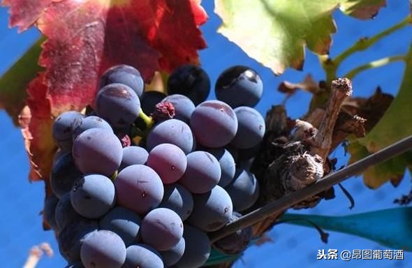 老藤葡萄酒的缺点有哪些,老藤葡萄酒是一款什么酒