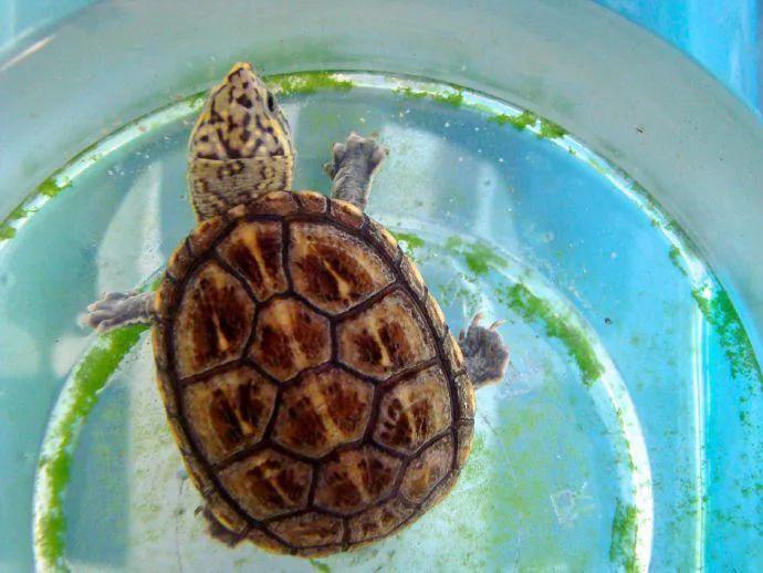 乌龟冬眠醒来后不吃东西怎么办,深圳乌龟冬眠注意事项