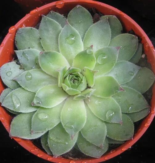 多肉观音莲怎么养最好,多肉观音莲养护技巧和方法