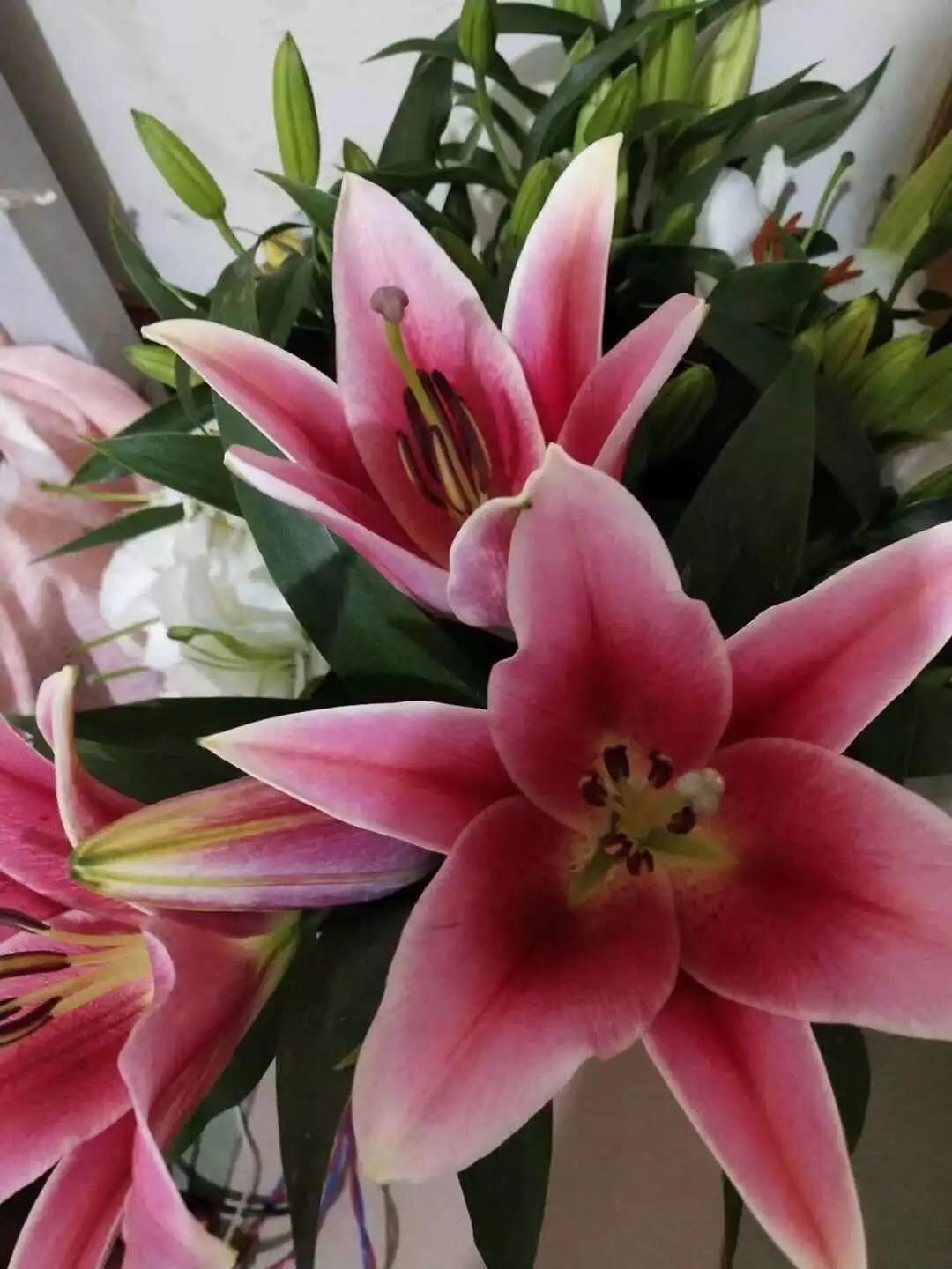 香水百合鲜切花云南鲜花基地,什么颜色的百合最好养活