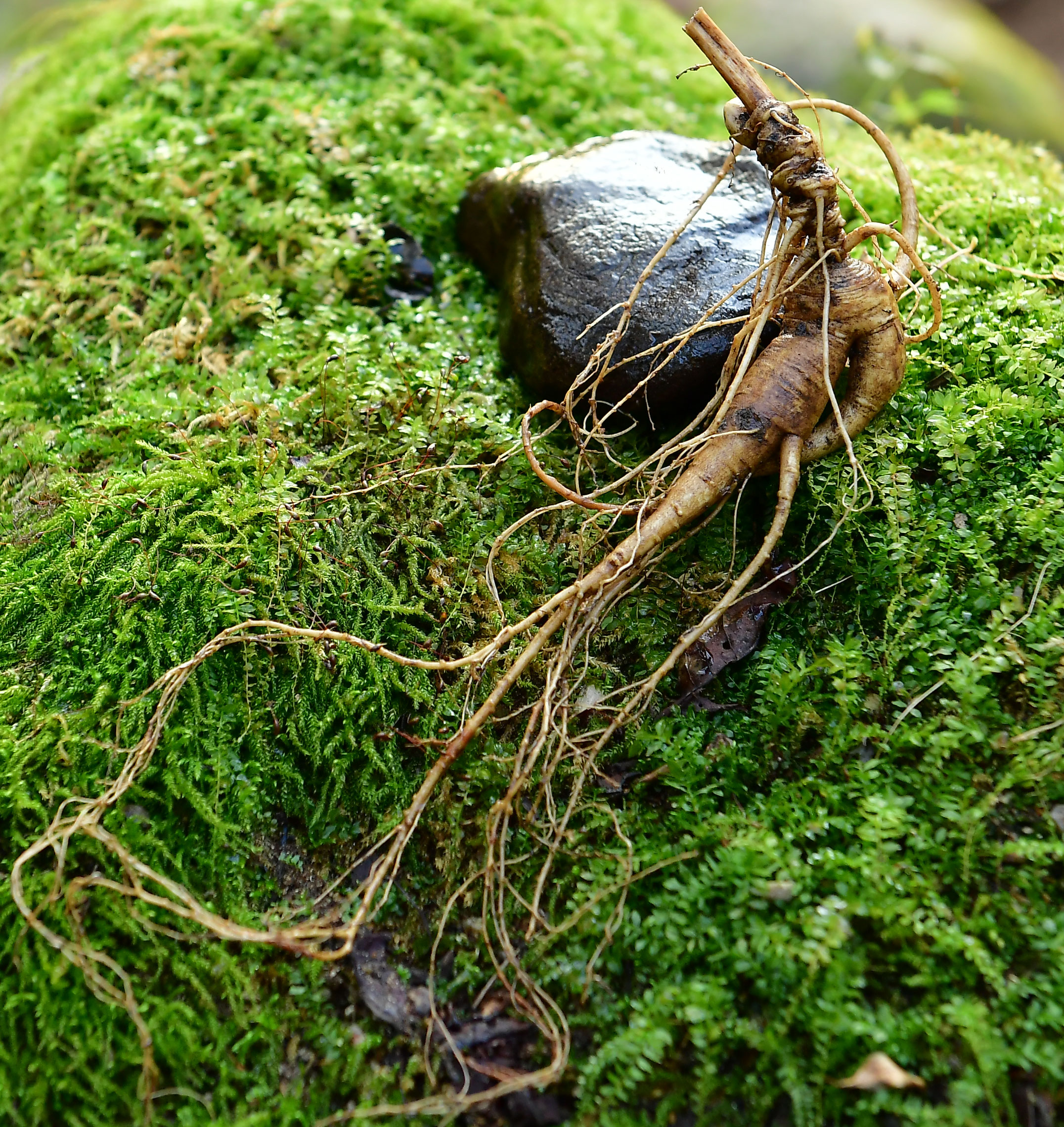人参到底有多贵,人参真的很贵吗