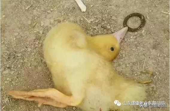 鸭子倒地不起了怎么办,鸭子瘫软无力不能走路怎么办