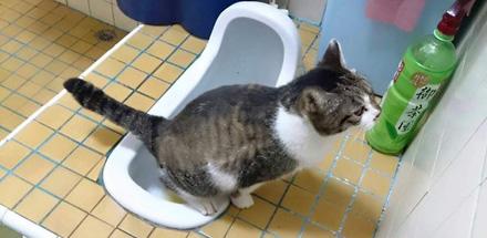 家有喵哥汪弟,体验好物帮你挑