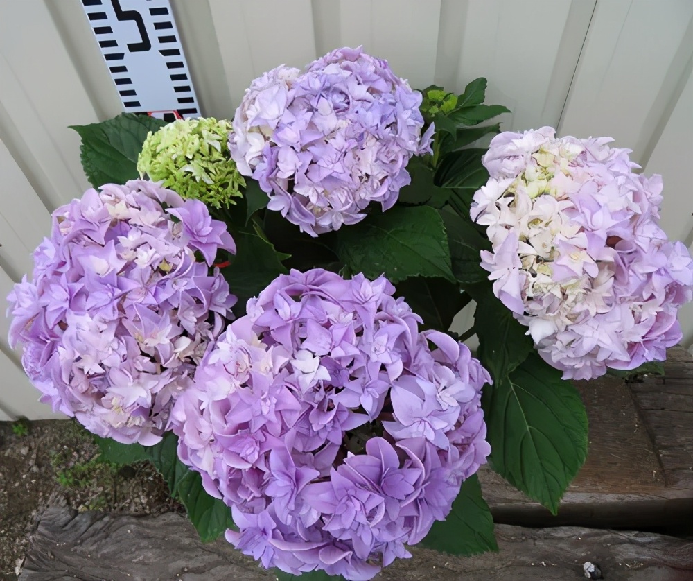 春季绣球叶子发皱怎么回事,夏季绣球老叶子都干枯怎么处理