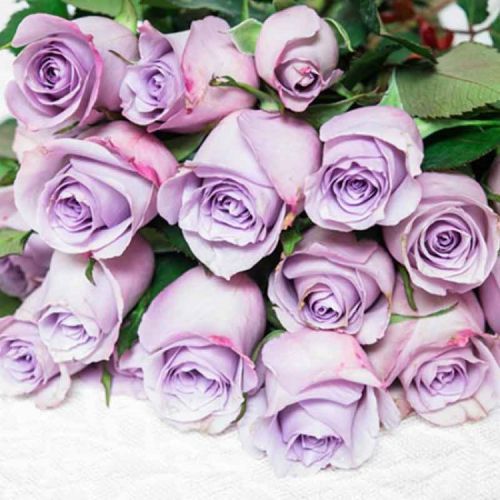 海洋之歌玫瑰花苗怎么养,如何养好盆栽海洋之歌玫瑰