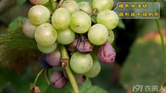 葡萄8月管理,葡萄八月的霜霉防治