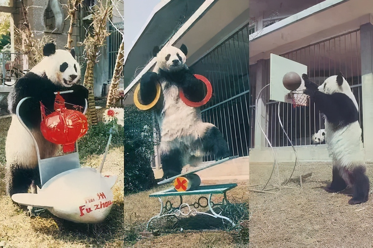 一只玩偶近2000元还被疯抢，“熊猫”内卷真的来了