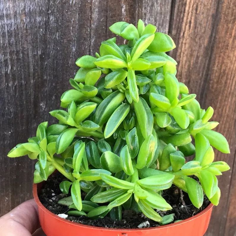 欢乐豆绿植的移植方法,欢乐豆是什么植物