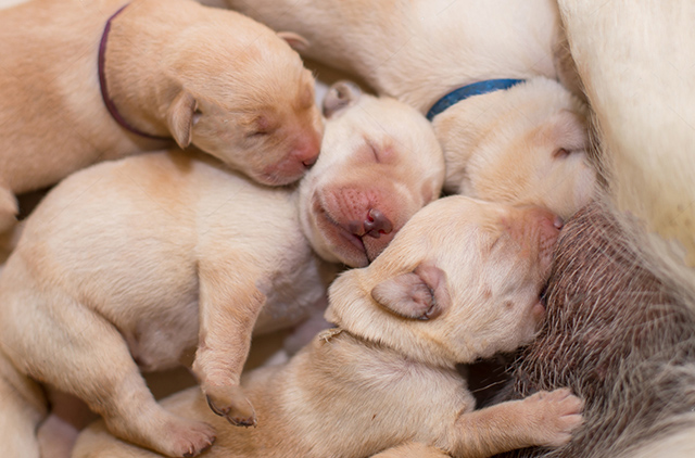 拉布拉多产后怎么护理拉布拉多产后易患的疾病有这些