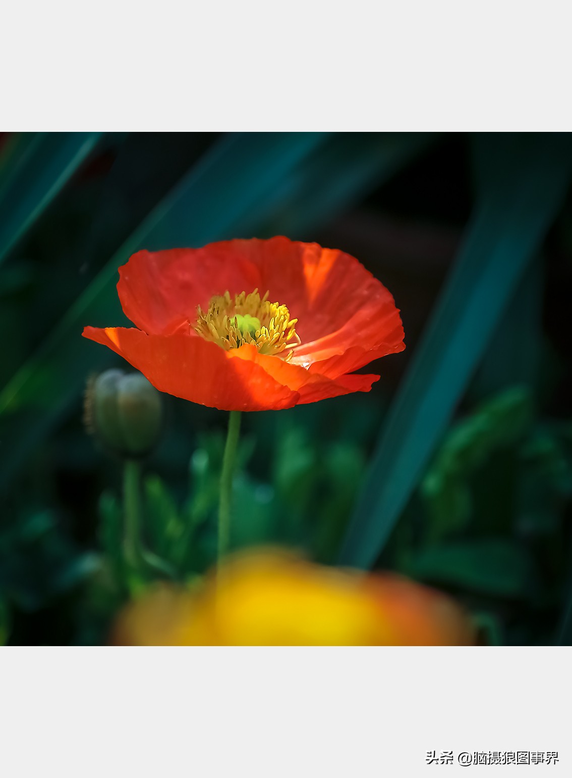 佳能24105红圈镜头测评,佳能24105红圈镜头价位