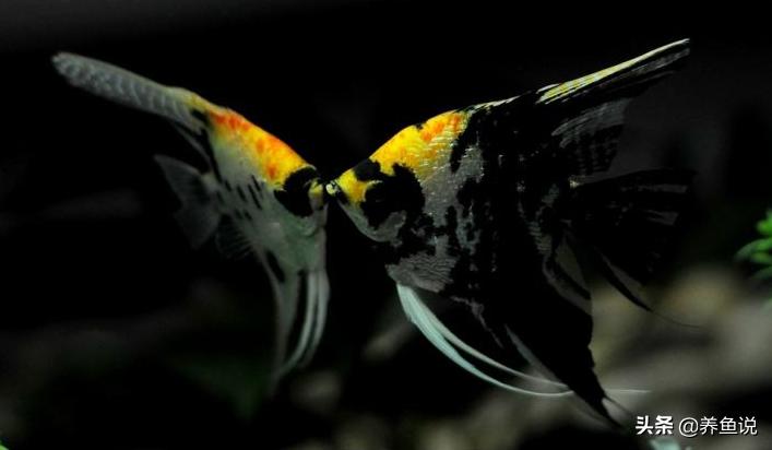 养鱼1357法则什么意思,1357养鱼法是什么