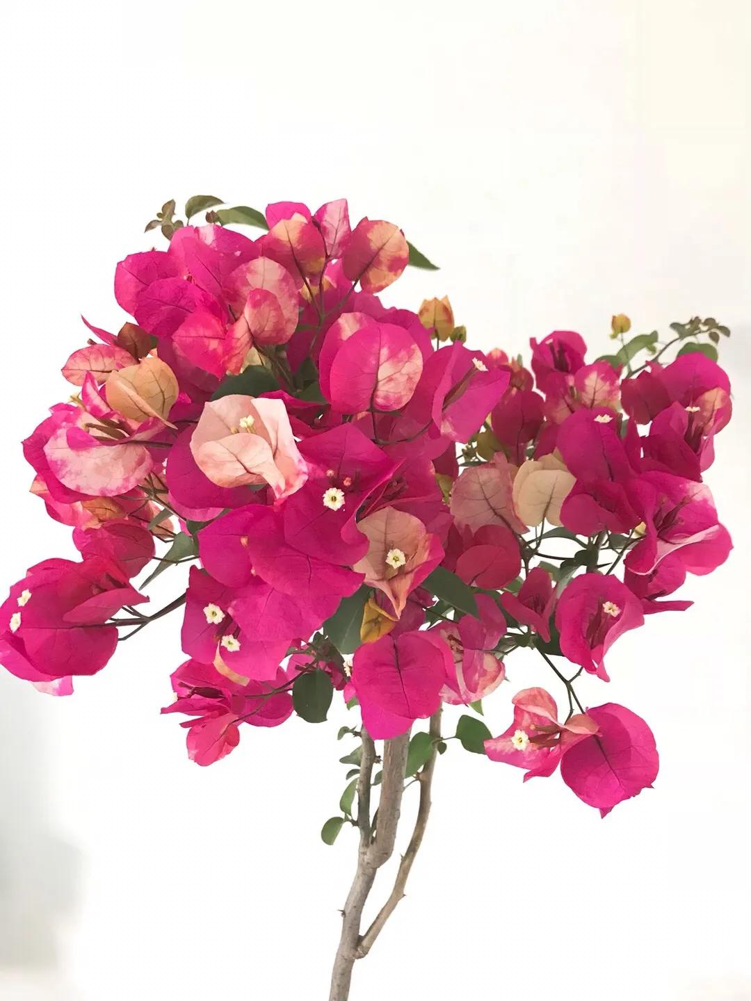 今年三角梅最火的品种,三角梅的品种图片及名称