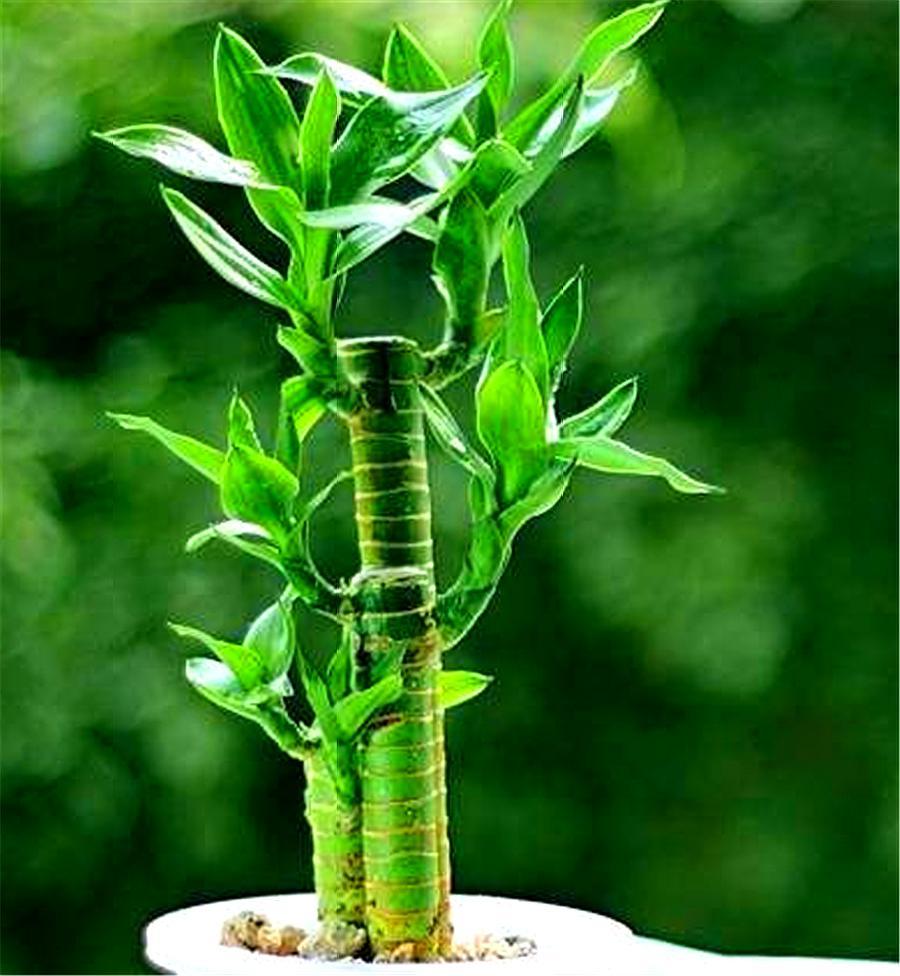 富贵竹黄叶怎么办能救活吗,富贵竹总是黄叶怎么办