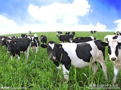 牛消化不良,反刍减少,肚胀怎么办?付有民间治疗偏方