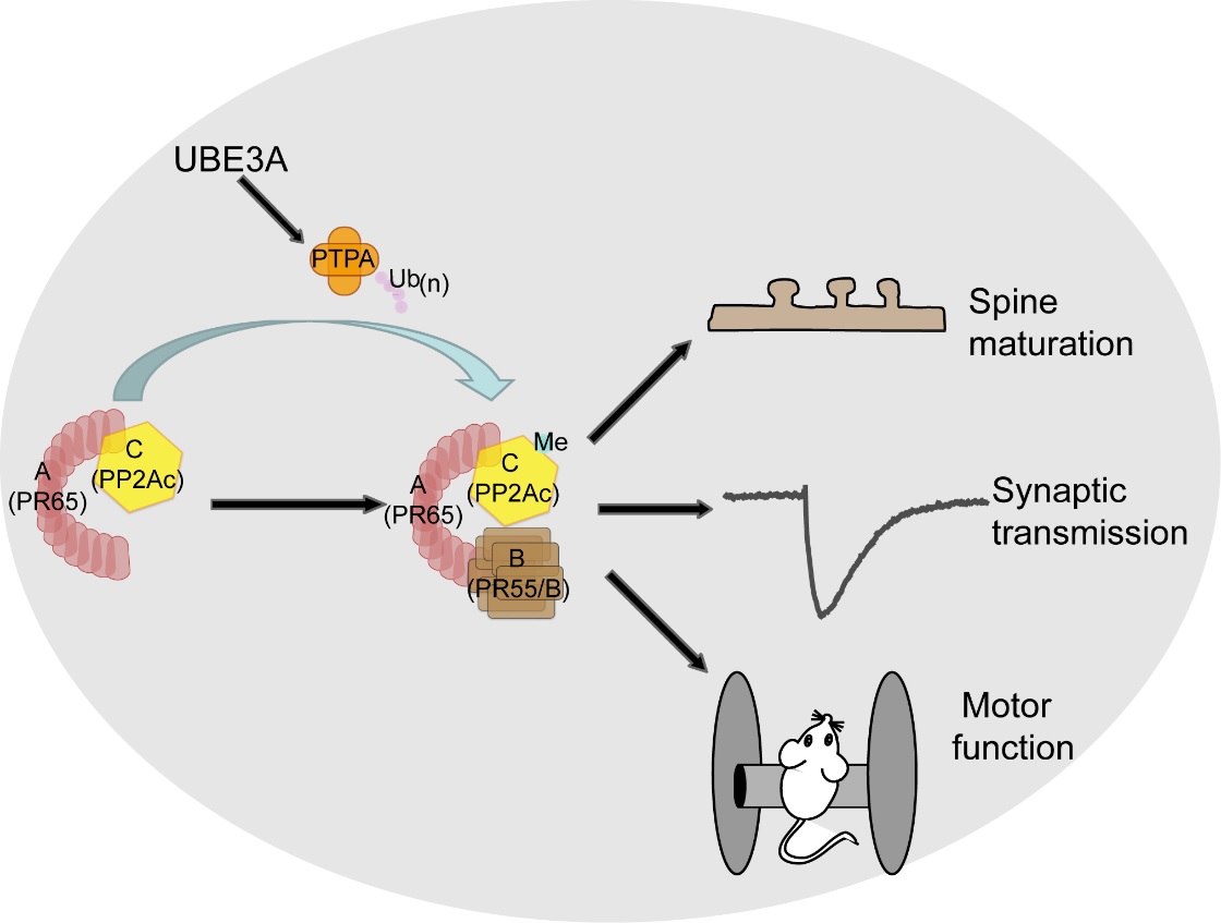 基因缺失有何影响,天使综合征基因治疗方法