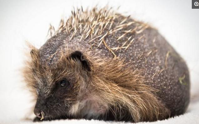 小刺猬掉毛,刺猬身上的刺都掉光了