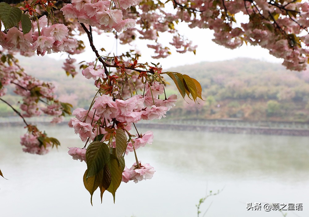 十里樱花十里尘,十五个赏樱地,赴一场樱花之恋