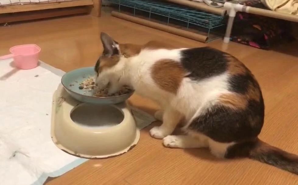 猫咪吃猫饭便便不臭,你家猫拉屎有多臭