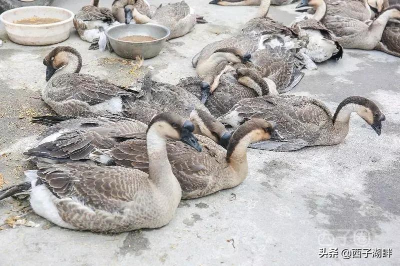 惠州镇隆荔枝什么品种,惠州镇隆自摘荔枝在哪