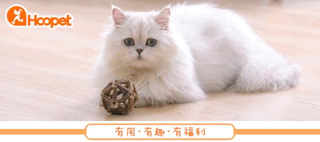 狗切除声带多久能恢复,狗声带切除教学