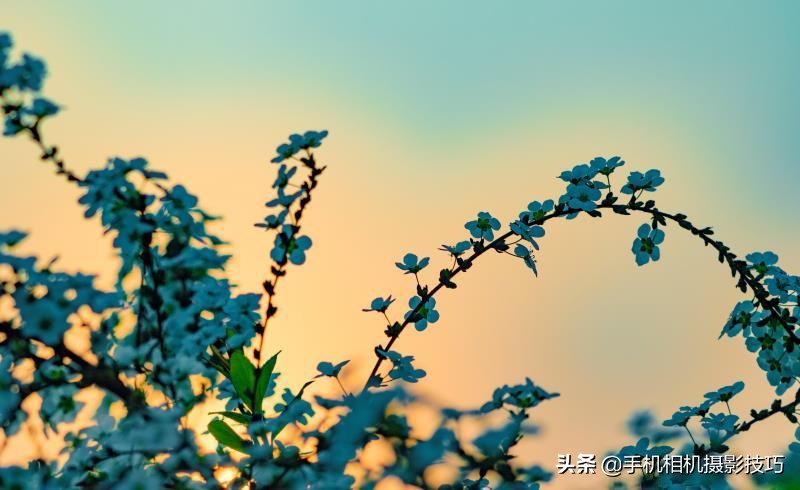 拍花小技巧怎样拍出好看的照片,如何拍花拍出意境