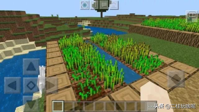 盘点一些我的世界植物排行榜,我的世界上有什么奇特的植物