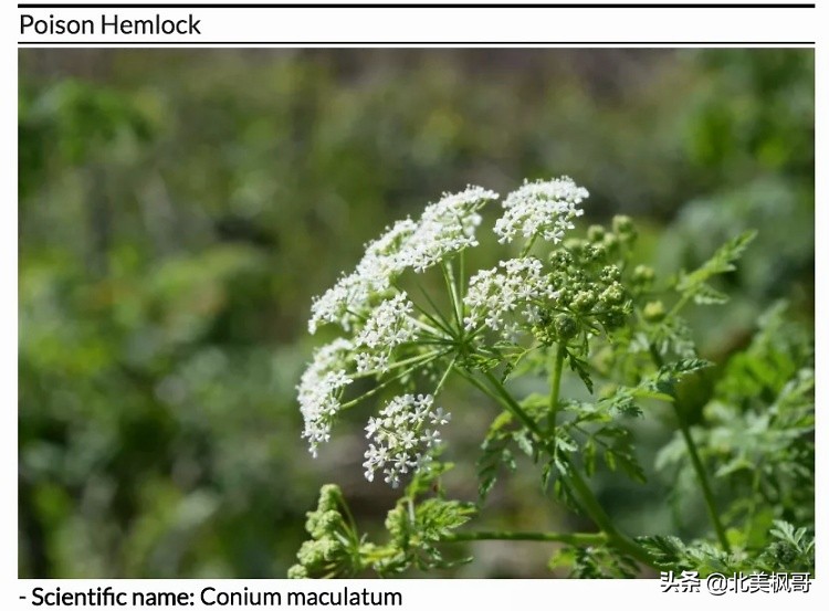 在加拿大最危险的五件事情,加拿大有什么危险动物或昆虫