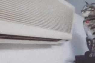 猫咪厌食的原因和解决方法,猫咪突然吃猫粮吃得很少怎么办