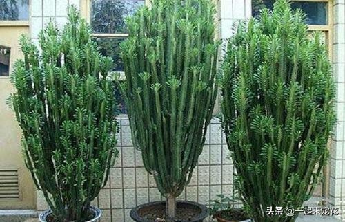 什么花不适合卧室里养有害健康,这5种花最好养