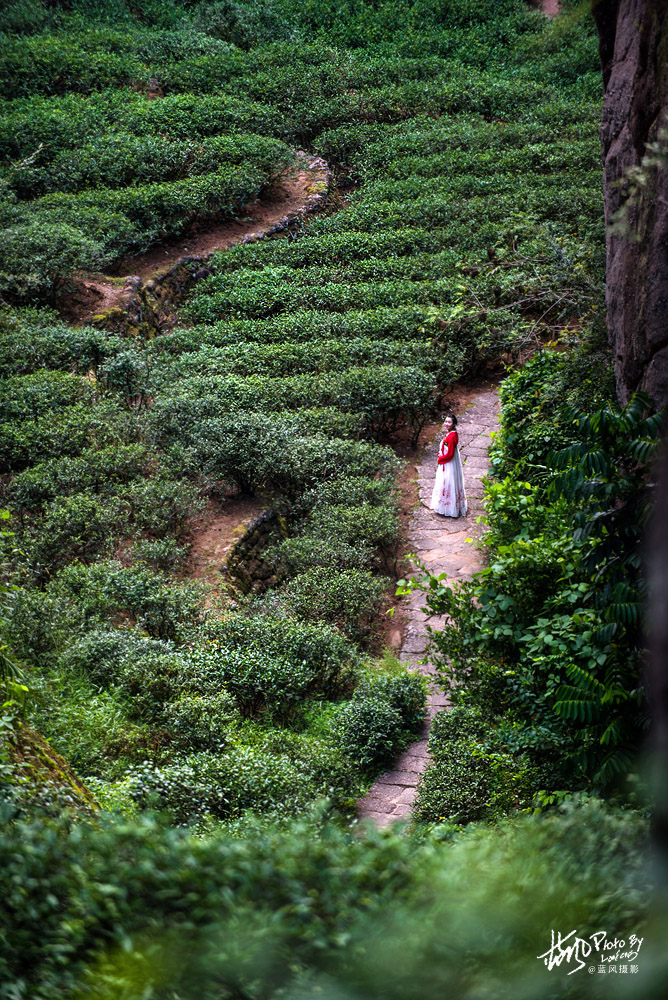 每克卖一万，这几株岩壁上的大红袍茶树，堪称武夷山的镇山之宝