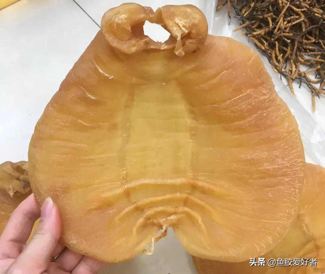 五大顶级鱼胶赤嘴鳘鱼胶,五大赤嘴鱼胶