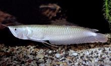 亚马逊十大凶猛植物,巴西亚马逊热带雨林动植物