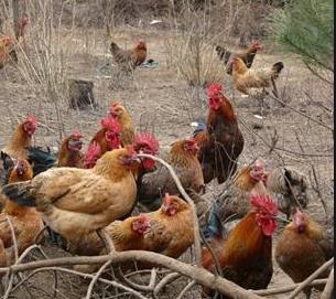 鸡感冒到底是怎么回事？今天咱们就把感冒说清楚