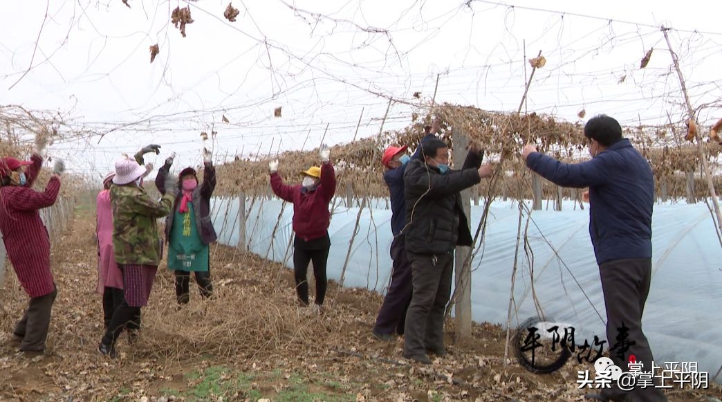 平阴县各村第一书记,平阴县第一书记