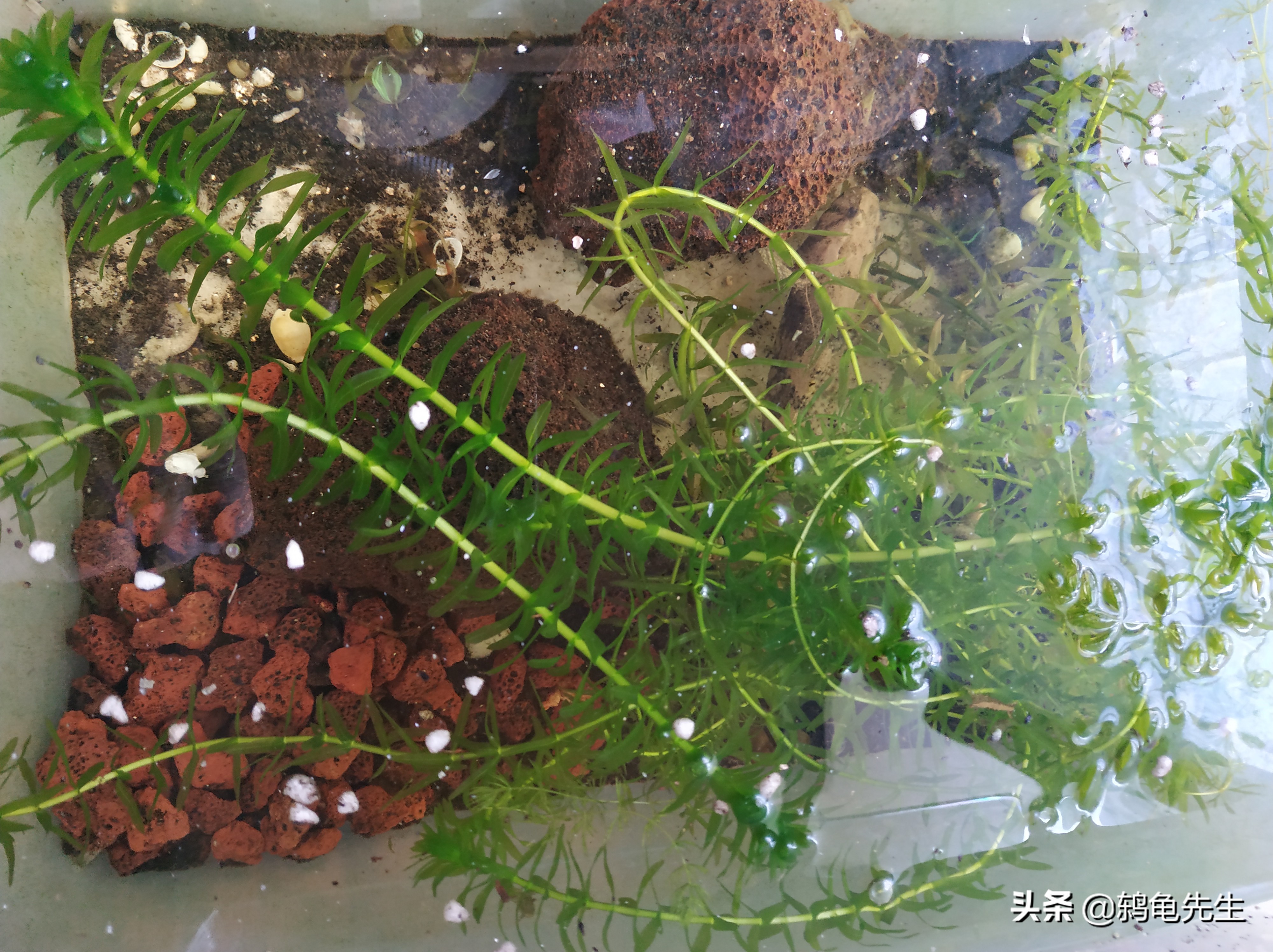 养水先养草,鱼缸里养水草好处多多,小鱼儿告诉您应该如何养水草