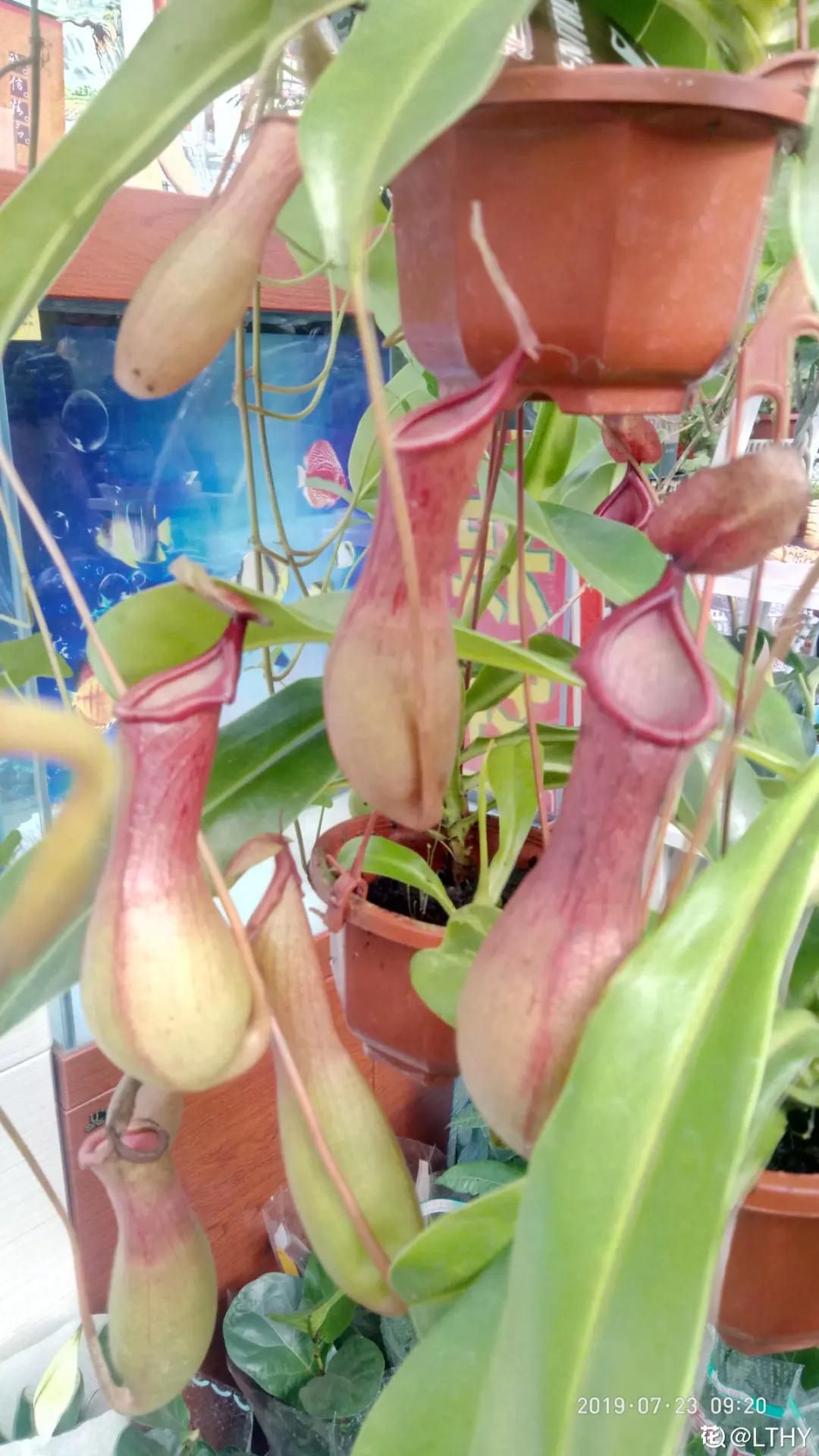 适合家里盆栽的不宜生虫的花,家里养的花有虫子和红蜘蛛小妙招