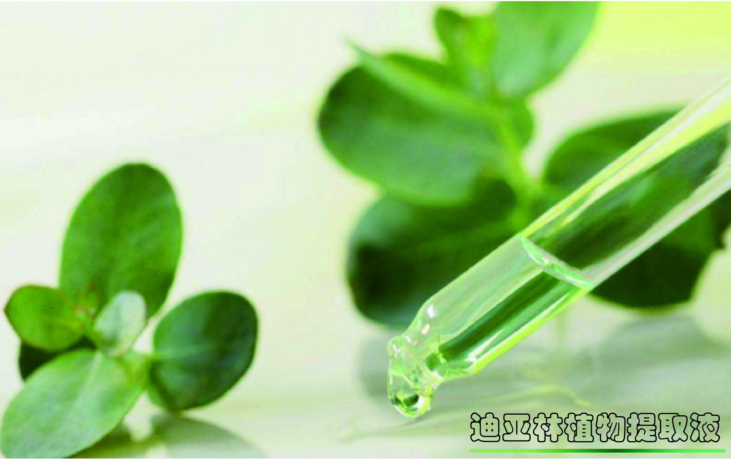 去甲醛最有效的花,去甲醛一天通风多久