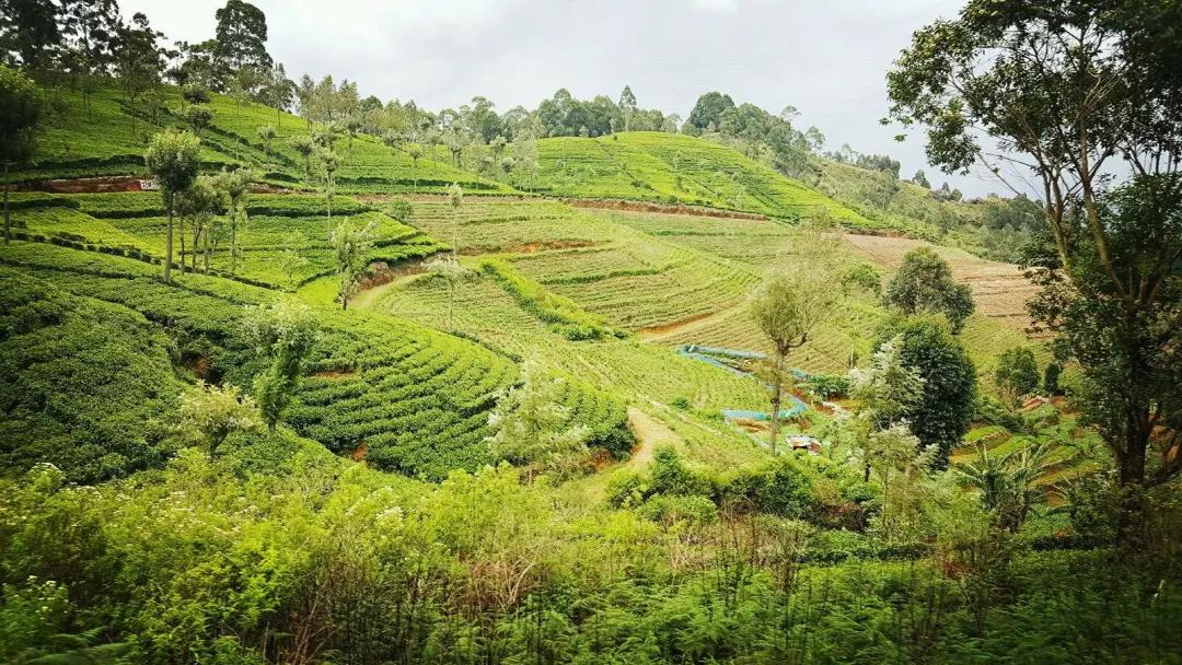 100年坑蒙拐骗，英国怎么抢走了大清的商业王座