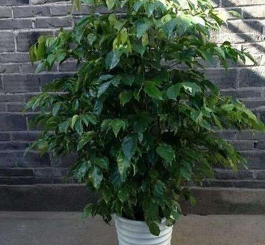 花卉干枯了怎么救活,花卉干枯补什么最好