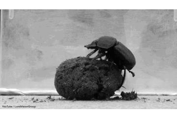 屎壳郎滚粪球正确方法,屎壳郎是如何滚屎球的