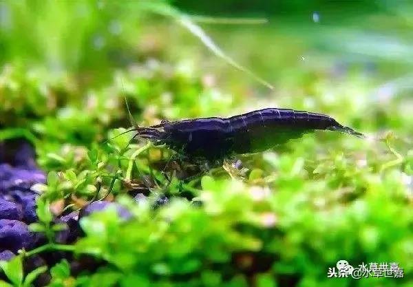 草缸常见10种藻类的解决方法,草缸藻类生物防治方法