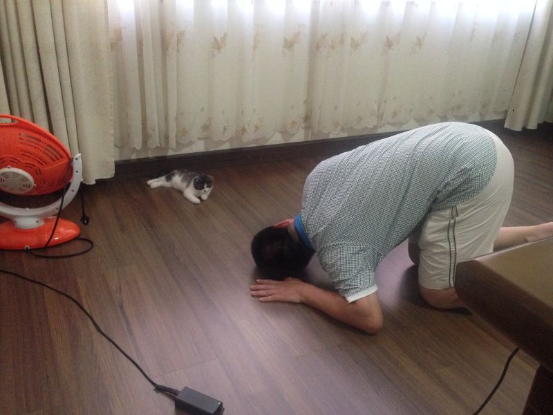 爸妈养宠物之后，就没你什么事了