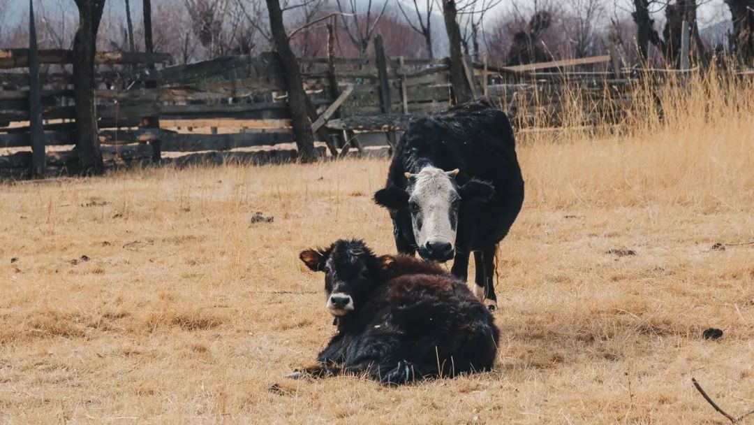 魔幻城市旅游景观,魔幻山城旅游感受