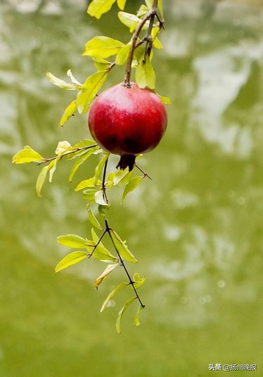 2018年冬天扬州赏花攻略,扬州11月秋景打卡地