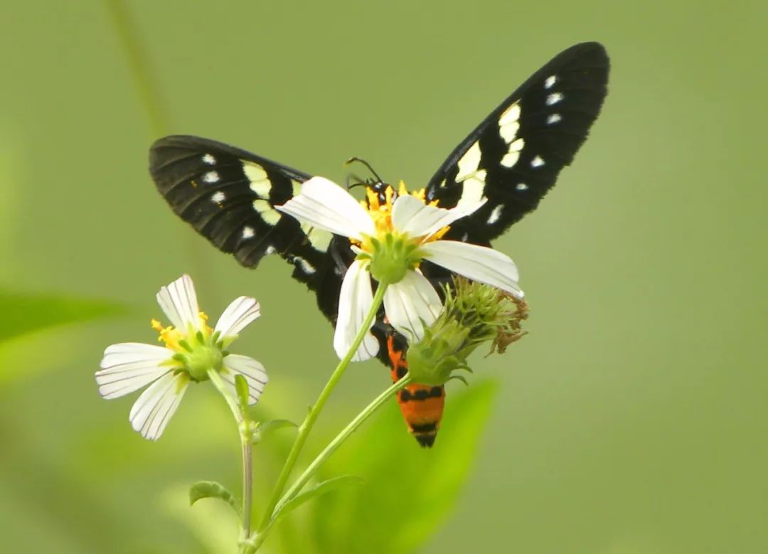 传说中的蛊虫真的有吗,传说中的扑棱蛾子